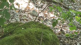 Little lizard in the forest