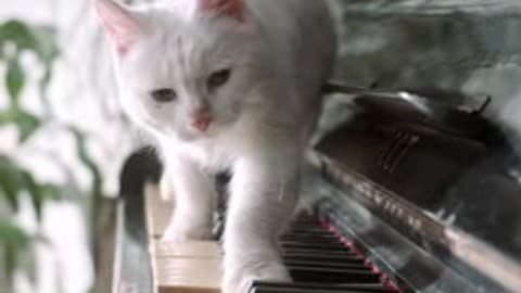 Cat and piano1