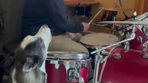 Singing husky howls along to owner's drum solo