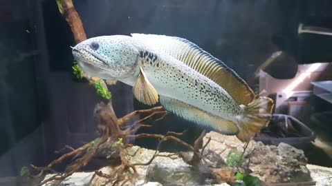 Stunning Channa Barca snakehead in natural daylight!