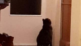 Cat opens the door