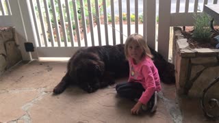 Dog not impressed with little girl's magic trick