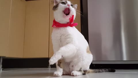 AAV Funny Cat