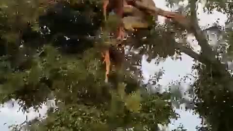 Tiger & Lion fall on tree