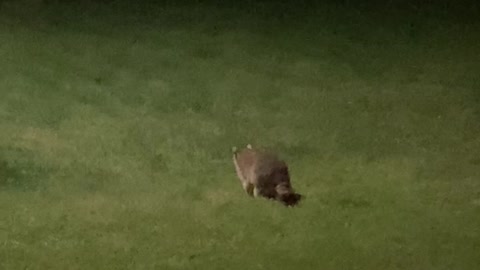 Night Watching Rocky Raccoon Eat Special Treats At Night . Part 3 / Friends Show Up