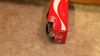 Kitty in a Coke Box