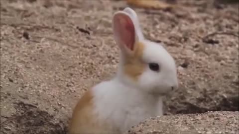 Bunny Rabbit Island Japan