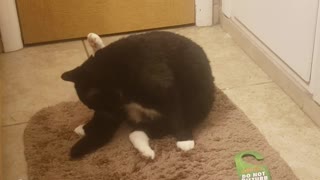Fat cat farts