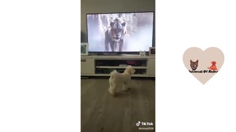 Dog training and cat training