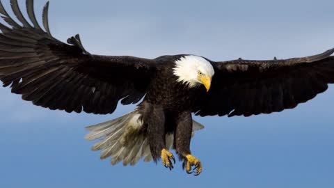See like an Eagle 4X - Samuel J. Worship