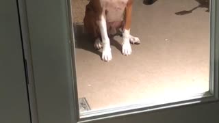 Impatient Boxer Gives Owner Sassy Look