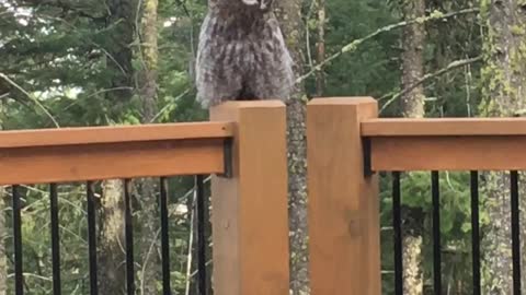 Awesome Owl Lands on the Deck