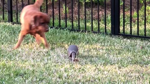 Lab & Armadillo play time