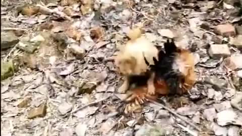 Chicken 🐓 vs Dogs🐩 Fight - Funny Dog Fight Videos