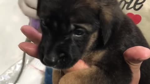 Puppy Remarkably Calm For Blow Drier After First Bath