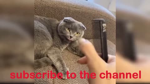 See what these cute and funny kittens do!! I loved it and laughed a lot !! leave a heart in the comments if you liked it!😺😸😸