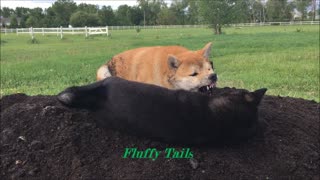 Dirty Shiba