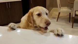 Dog steals treats on kitchen table