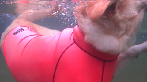 Labrador dog swimming