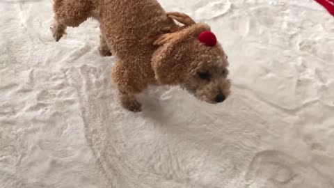 Dog Wearing Reindeer Costume Stands Rooted to Spot With One Leg Raised in Air