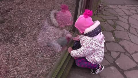 Cockatoo Greets The Sweet Little Girl And It Melts Our Heart