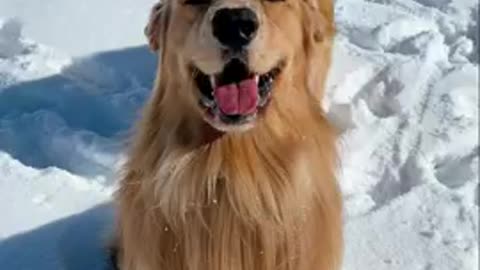 My Dog Reacts to Giant Snowman!