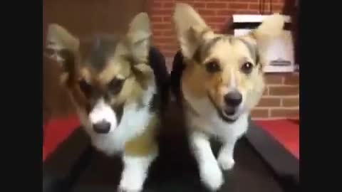 DOGS FUNNY VIDEOS - HILARIOUS VERY FUNNY DOGS VIDEOSs