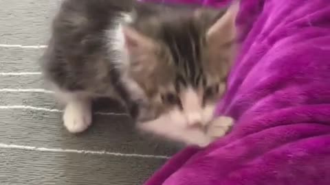 Small kitten on purple blanket jumps at camera