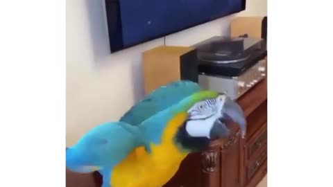 Parrot pulling up Ukraine flag