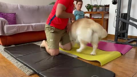 New Relaxing Video Funny Dog Video