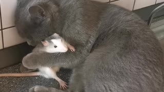 Cat Loves it's Rat