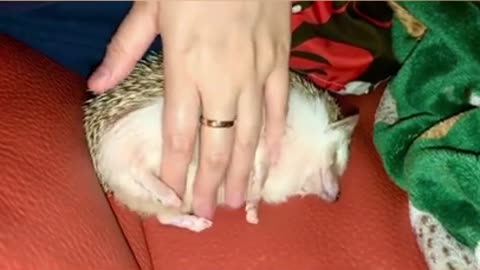 Super Cute Funny Hedgehog Getting Belly Rubs