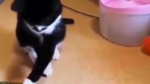 Playful kittens are thrilled with their new toy