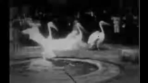 Pelicans, London Zoological Gardens (1896 Film) -- Directed By Alexandre Promio -- Full Movie