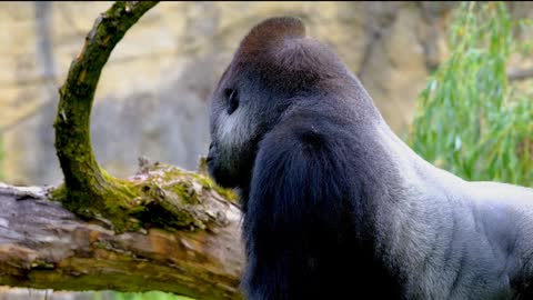 Gorilla Ape Silverback Animal, Gorilla Ape Silverback Furry Plant
