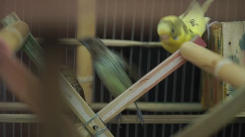 Listen and watch a very cool video of a group of parrots