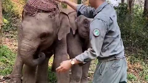 Elephant playing with the caretaker