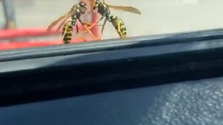 Wasps Boxing Outside of Car Window