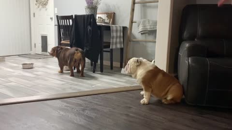Bulldog with food of his own tries stealing other dog's food