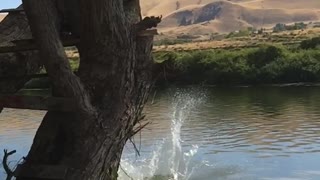 Girl front flips off tree branch into lake