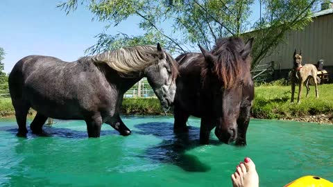 Funny Horses swimming in pond