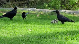 A raven and a bird trying to take a piece of food from another raven