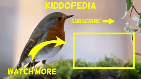 BIRDS Names and Sounds Learn Bird Species in English in 1080p