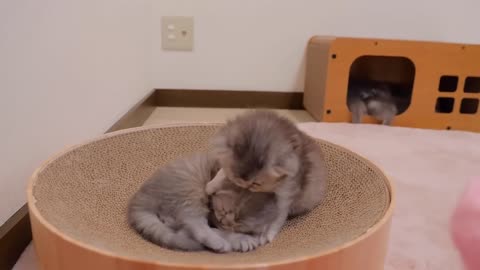 The kitten meowing as it was bitten by its big brother was so cute
