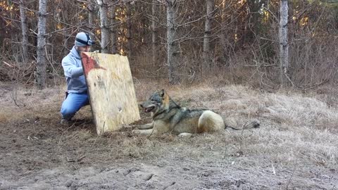 Man ziet een eenzame wolf liggen – maar dan ontdekt hij wat er echt aan de hand is.