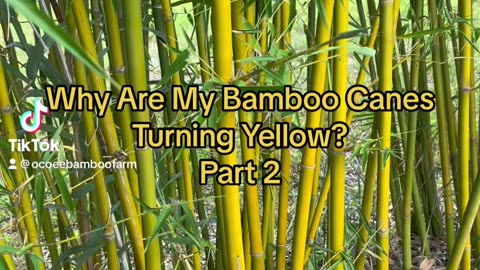 Parr 2 - Why Are My Bamboo Canes Turning Yellow