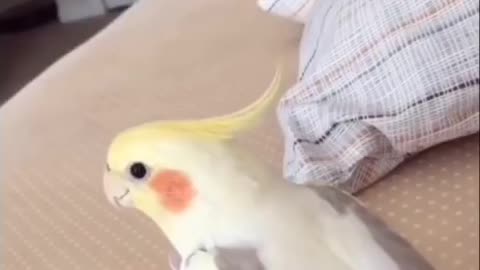 cute parrot plays peak a boo with owner!