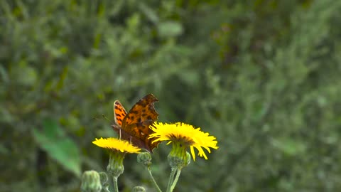 Butterfly is laying on flower