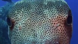 giant puffer fish