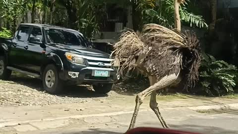 Strange Scenes as Ostrich Runs Down the Street